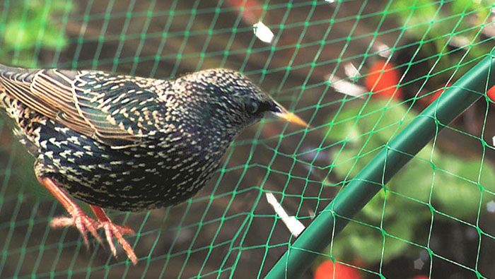 Birds Protection Nets in Bangalore